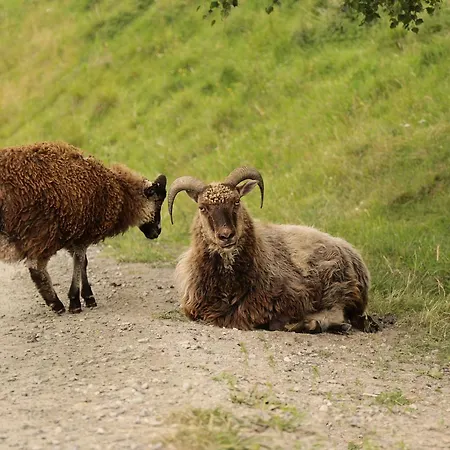 Sygard Gospodarstwo agroturystyczne