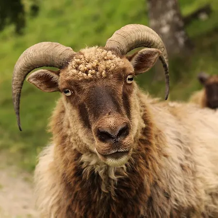 Gospodarstwo agroturystyczne Sygard Storrvik