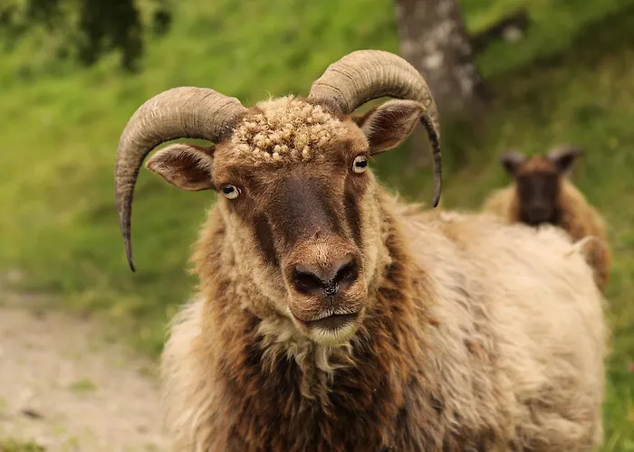 Lantgård Sygard Storrvik